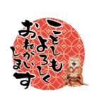 スコティッシュ子猫♡お正月スタンプ（個別スタンプ：2）