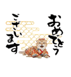 スコティッシュ子猫♡お正月スタンプ（個別スタンプ：3）