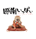 スコティッシュ子猫♡お正月スタンプ（個別スタンプ：14）