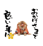 スコティッシュ子猫♡お正月スタンプ（個別スタンプ：15）