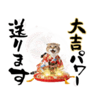 スコティッシュ子猫♡お正月スタンプ（個別スタンプ：19）