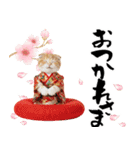 スコティッシュ子猫♡お正月スタンプ（個別スタンプ：21）