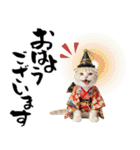 スコティッシュ子猫♡お正月スタンプ（個別スタンプ：28）