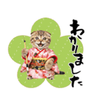 スコティッシュ子猫♡お正月スタンプ（個別スタンプ：31）