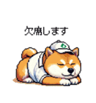 ゴルフ好きなふとっちょ柴犬 ファ～（個別スタンプ：36）