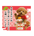 名入れ☆癒しプードルの毎年使える年賀状（個別スタンプ：8）