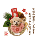 名入れ☆癒しプードルの毎年使える年賀状（個別スタンプ：14）