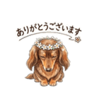 チョコタンダックス りくくん（個別スタンプ：1）