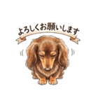 チョコタンダックス りくくん（個別スタンプ：4）