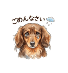 チョコタンダックス りくくん（個別スタンプ：5）