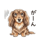 チョコタンダックス りくくん（個別スタンプ：8）