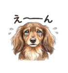 チョコタンダックス りくくん（個別スタンプ：12）