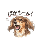 チョコタンダックス りくくん（個別スタンプ：13）