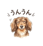 チョコタンダックス りくくん（個別スタンプ：16）