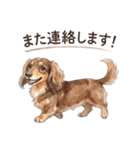 チョコタンダックス りくくん（個別スタンプ：17）