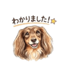 チョコタンダックス りくくん（個別スタンプ：23）