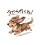 チョコタンダックス りくくん（個別スタンプ：24）
