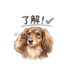 チョコタンダックス りくくん（個別スタンプ：25）