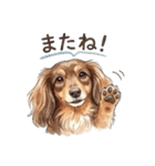 チョコタンダックス りくくん（個別スタンプ：26）