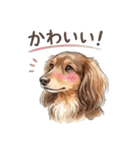 チョコタンダックス りくくん（個別スタンプ：29）