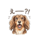 チョコタンダックス りくくん（個別スタンプ：34）