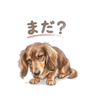 チョコタンダックス りくくん（個別スタンプ：35）