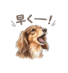 チョコタンダックス りくくん（個別スタンプ：36）