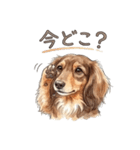 チョコタンダックス りくくん（個別スタンプ：38）