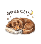 チョコタンダックス りくくん（個別スタンプ：39）