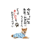 動く柴犬♡あけおめ年賀状（個別スタンプ：7）