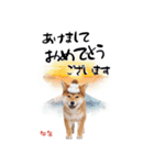 動く柴犬♡あけおめ年賀状（個別スタンプ：8）