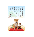 動く柴犬♡あけおめ年賀状（個別スタンプ：16）