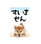 動く柴犬♡あけおめ年賀状（個別スタンプ：19）