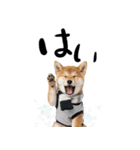 動く柴犬♡あけおめ年賀状（個別スタンプ：24）