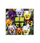 文字入力できる花フレーム♥年賀スタンプも（個別スタンプ：24）