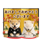 名入れ☆癒し柴犬の毎年使える年賀状（個別スタンプ：3）