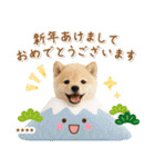 名入れ☆癒し柴犬の毎年使える年賀状（個別スタンプ：4）