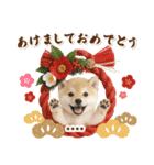 名入れ☆癒し柴犬の毎年使える年賀状（個別スタンプ：5）