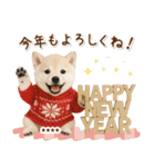 名入れ☆癒し柴犬の毎年使える年賀状（個別スタンプ：6）