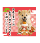名入れ☆癒し柴犬の毎年使える年賀状（個別スタンプ：8）