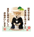 名入れ☆癒し柴犬の毎年使える年賀状（個別スタンプ：12）