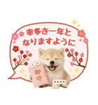 名入れ☆癒し柴犬の毎年使える年賀状（個別スタンプ：13）