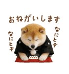 名入れ☆癒し柴犬の毎年使える年賀状（個別スタンプ：24）