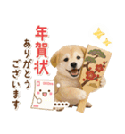 名入れ☆癒し柴犬の毎年使える年賀状（個別スタンプ：25）