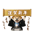 名入れ☆癒し柴犬の毎年使える年賀状（個別スタンプ：26）