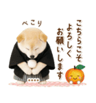 名入れ☆癒し柴犬の毎年使える年賀状（個別スタンプ：28）