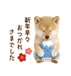 名入れ☆癒し柴犬の毎年使える年賀状（個別スタンプ：35）