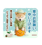 名入れ☆癒し柴犬の毎年使える年賀状（個別スタンプ：37）