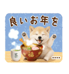 名入れ☆癒し柴犬の毎年使える年賀状（個別スタンプ：38）