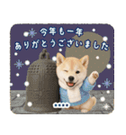 名入れ☆癒し柴犬の毎年使える年賀状（個別スタンプ：39）